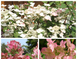 Ерли Сенсейшен гортензия метельчатая (Hydrangea paniculata &#039;Early Sensation&#039;)