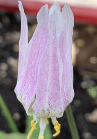 Erythronium sibiricum &quot;Очаровашка&quot;. Продано