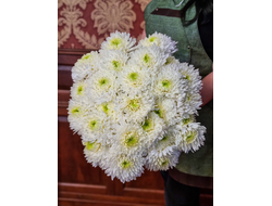 Одноголовая хризантема 25 шт