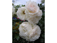 Вайсе Вольке (Weisse Wolke) роза