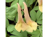 Corydalis &quot;Lemon Queen&quot;