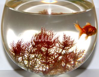 "Исполняю желания" - золотая рыбка в большом бокале/аквариуме.
