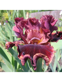 АПТАУН ФЭШЕН (UPTOWN FASHION Блайз*12