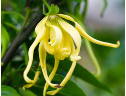 Иланг-иланг комплит (Cananga odorata), цветы 5 мл - 100% натуральное эфирное масло