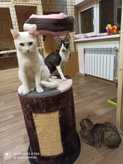 Гостиница "10 кошек". Фото. Фоля, Финдус и Беляш.