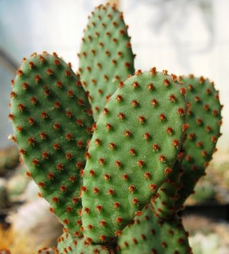 Opuntia microdasys var. rufida