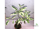 Ficus Rubiginosa variegata / фикус рубигиноза вариегатный