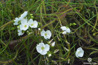 Drosera "Binata Extrema Multifida"