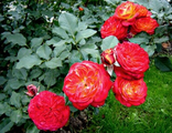 Роза плетистая Старлет- Роз Кармен
