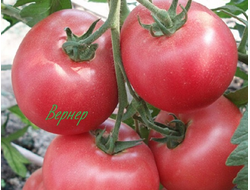 семена томаты "Вернер" 10 шт.