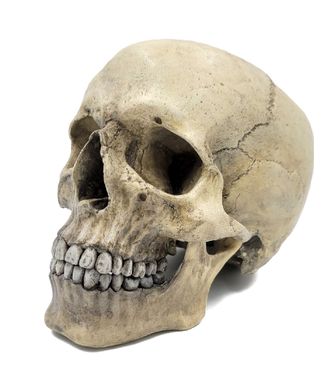 череп, человека, человеческий, голова, труп, мертвец, кости, скелет, Skull, страх, черепок, зубы