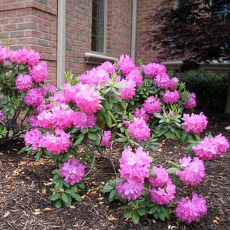 Розеум Элеганс рододендрон гибридный  (Rhododendron hybridum Roseum Elegans)