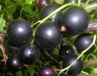 Черная жемчуг