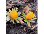 Eranthis longistipitata