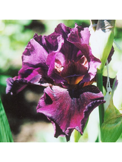 ПУТЬ  ВОИНА, Локтев '06