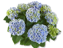 Саксон Кенди Херт Блю (Hydrangea macrophylla Saxon Candy Heart Blue)