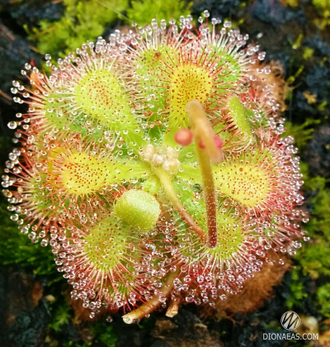 Drosera Pretty Rosette