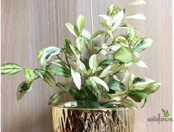 Ficus Diversifolia Splash / фикус диверсифолия сплеш