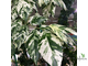 Ficus Erecta variegata / фикус эректа вариегатный