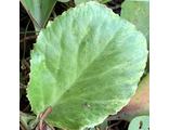 Бадан сердцелистный «Галина Серова»( Bergenia hybrida)