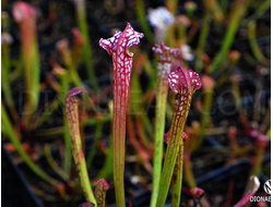 SARRACENIA MIX