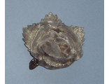 Роза средняя бежевый металлик, 7,5*9 см.