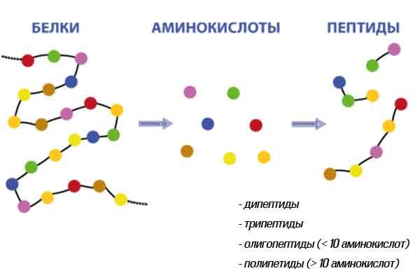 Пептиды и белки различия