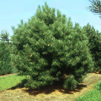 Сосна черная(Pinus Nigra).