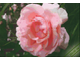 Алмазная картина (мозаика) &quot;Прекрасная розовая роза&quot; 30*40/40*50 см