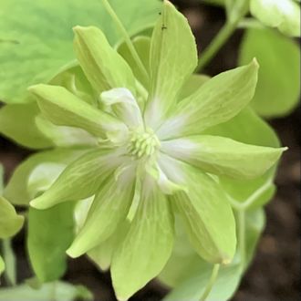 Anemonella thalictroides «Green Hurricane»