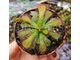 Drosera Coccicaulis - Drosera venusta, Drosera natalensis