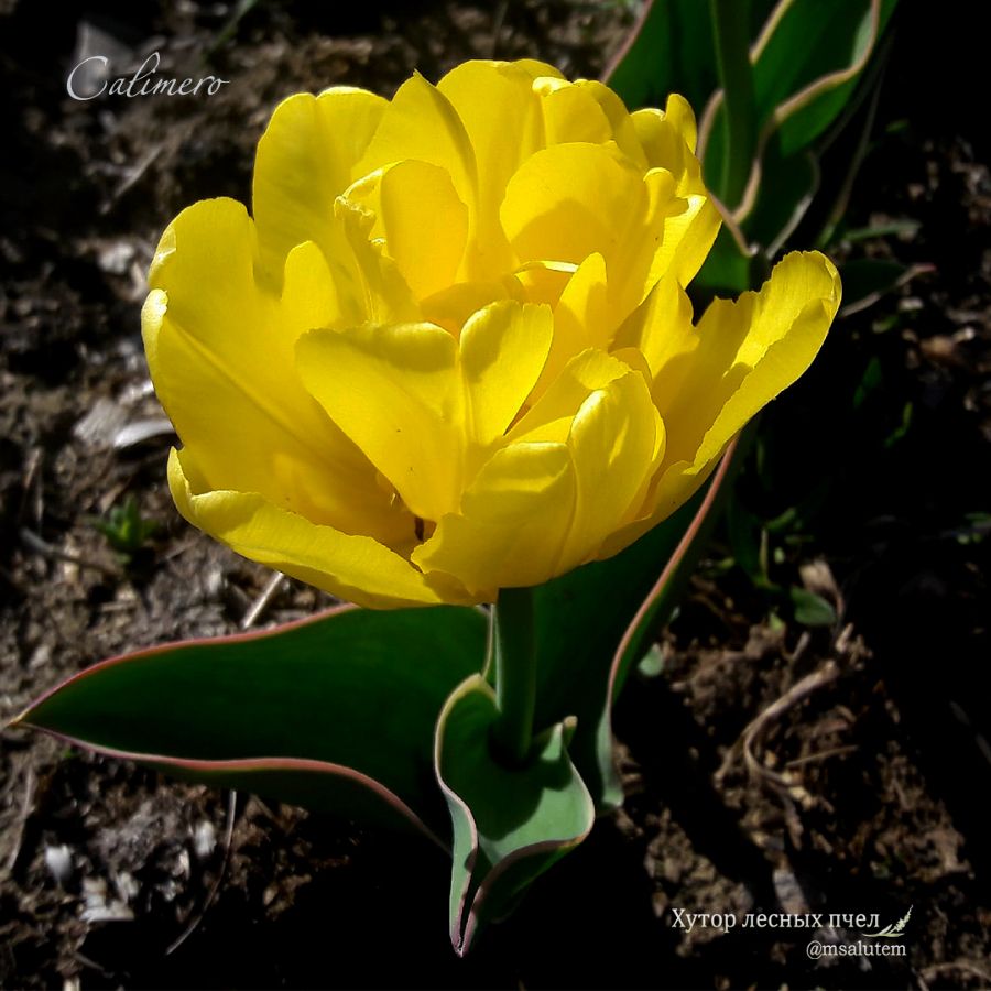 Tulipa 'Calimero'  Тюльпан Калимеро