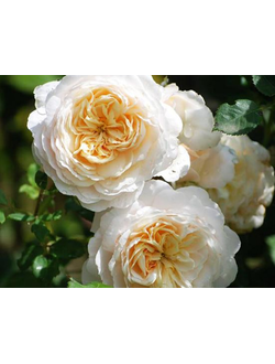 Крокус Роуз (Crocus Rose) роза, ЗКС