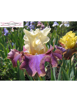 НА СОПКАХ МАНЬЧЖУРИИ С.Локтев 2017