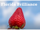 Florida Brilliance - 5 шт