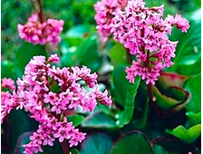 Бадан Winterglut