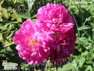 Парковые розы - Сорт Джон Кабот (John Cabot).