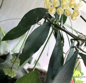 Hoya Mirabilis 'Clone B'