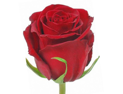 Розы Эксплорер Красные (до 50 см) Эквадор
