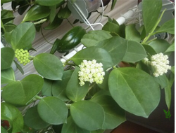 Hoya pachyclada white flowers