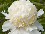 Paeonia Charlie&#039;s White