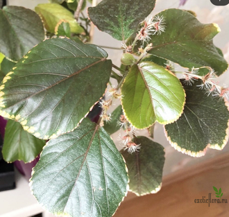 Acalypha wilkesiana 'Obovata' / акалифа обовата