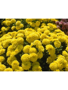 хризантема желтая