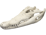 крокодил, череп, голова, кость, скелет, аллигатор, кайман, зубы, crocodile, skull, рептилия, чучело