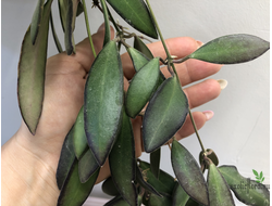 Hoya sp. Quezon