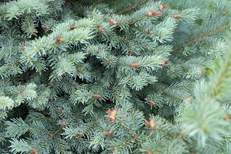 Пихта субальпийская С3