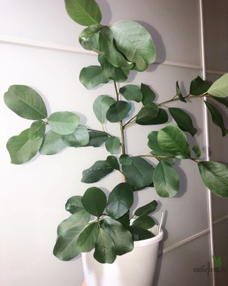 Ficus burtt-davyi / фикус Барт деви