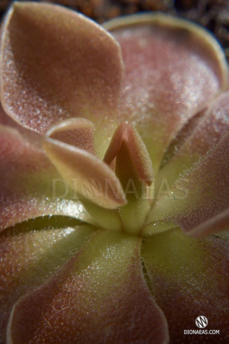 Pinguicula Weser