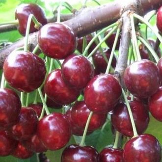 Ревна Ревна