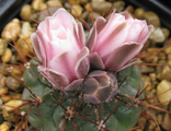 Gymnocalycium kroenleinii VG 508